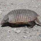 Hairy armadillo in Valdes Peninsula, Argentina.