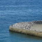 Magellanic penguin in Valdes Peninsula, Argentina.
