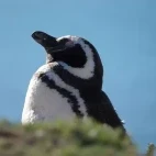 Magellanic penguin in Valdes Peninsula, Argentina.