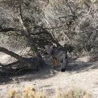 South American grey fox in Valdes Peninsula, Argentina.