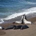 Sea lion in Valdes Peninsula, Argentina.