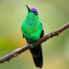 Violet-capped woodnymph in Argentina