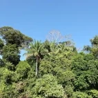 View from the canopy tower at Cristalino Lodge, Brazil.