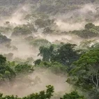 The Amazon Rainforest, Cristalino, in Brazil.