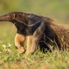 A giant anteater in Brazil.