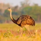 A great rhea in brazil.