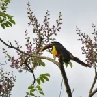 Chestnut-eared aracari near Iguaçu Falls in Brazil