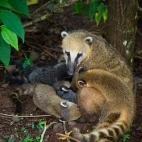 Coati family near Iguaçu Falls in Brazil