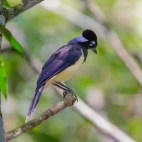 Plush crested jay near Iguaçu Falls in Brazil