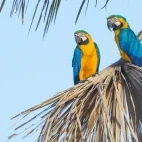 Blue and yellow macaws in Brazil.