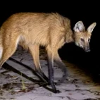 A maned wolf at night in Trijuncao Private Reserve.