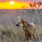 A maned worlf in Trijuncao, Brazil.