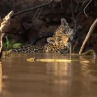Jaguar in the North Pantanal, Brazil.