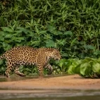 Jaguar in the North Pantanal, Brazil.