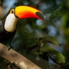 Toco toucan in the Pantanal.
