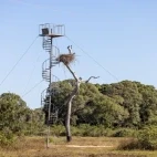 The jabiru stork observation tower at SouthWild Pantanal Lodge, Brazil.