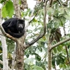 Black howler monkey in the Brazilian Pantanal.