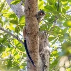 A black-tailed marmoset in the Brazilian Pantanal.