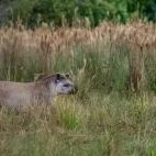 A Brazilian tapir in the Pantanal.