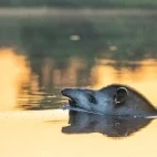 Brazilian tapir in the Pantanal.