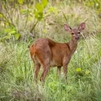 A brocket deer in the Pantanal, Brazil