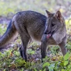 A crab-eating fox in the Brazilian Pantanal.