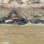 Giant river otter in the Pantanal, Brazil.