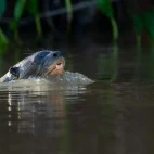 A giant river otter in the Brazilian Pantanal.