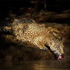 Jaguar taking a drink in the Pantanal, Brazil.