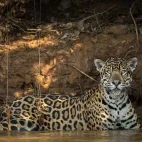 Jaguar in the water, Brazil.