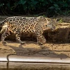Jaguar in the Pantanal, Brazil.