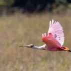 Roseate spoonbill in the Pantanal.