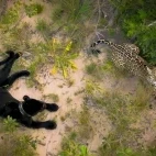 Drone view of two jaguars, one melanistic, in Trijunco, Brazil.