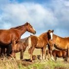 Wild horses on Easter Island in Chile