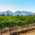 Vineyards in Maipo Valley, Chile
