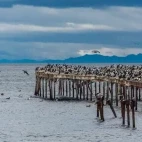 Flock of cormorants in the Magellan Strait, Punta Arenas, Chile