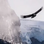 Andean condor in Chile.