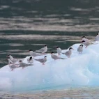 Antarctic terns on an iceberg in Chile.