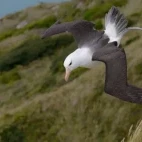 Black-browed albatross in flight, Chile.