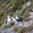 Black-browed albatross nesting in Patagonia, Chile.