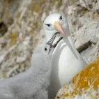 Black-browed albatross with chick, in Patagonia, Chile.