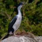 Blue-eyed shag in Patagonia, Chile.