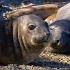 Elephant seal pup in Patagonia, Chile.