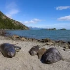 Elephant seals on a beach in Patagonia, Chile.