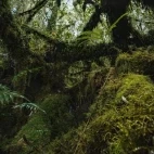 Example of the dense forest environment in Patagonia, Chile.
