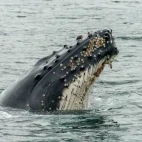 Humpback whale spyhopping in Patagonia, Chile.