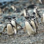 Colony of Magellanic penguins on Magdalena Island, Chile.