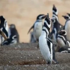 Colony of Magellanic penguins in Patagonia, Chile.