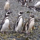 Trio of Magellanic penguins in Patagonia, Chile.