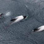 Aerial view of Peale's dolphins.